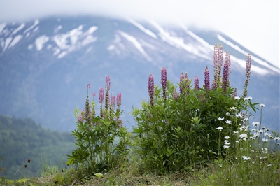 (�^������)TAMRON 70-300mm F4.5-6.3 Di III RXD�iModel A047Z�j �j�R��Z�p/�t���T�C�Y�Ή�